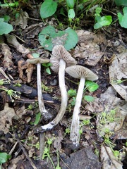 Entoloma plebejum