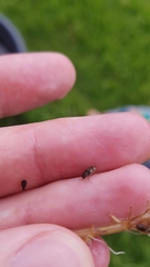 Helophorus