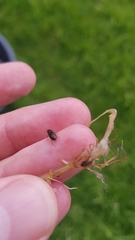 Helophorus