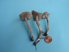 Entoloma plebejum