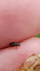 Helophorus