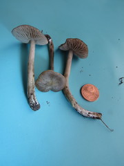 Entoloma plebejum
