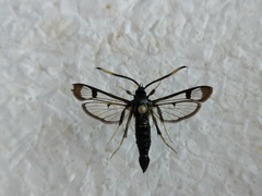 Synanthedon spheciformis