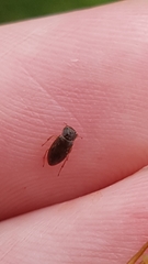 Helophorus