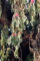 Eucalyptus sideroxylon