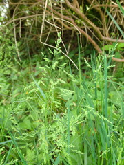 Bromus sitchensis