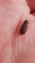 Helophorus