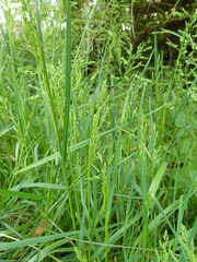 Bromus sitchensis