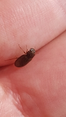 Helophorus