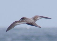 Pterodroma ultima