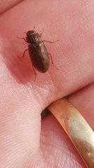 Helophorus