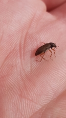 Helophorus
