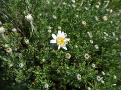 Anthemis maritima