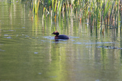 Podiceps auritus