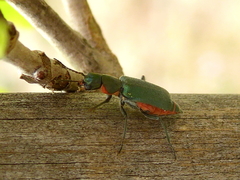 Clanoptilus abdominalis