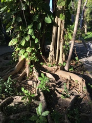 Ficus