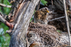 Turdus pilaris