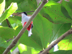 Priotelus temnurus temnurus