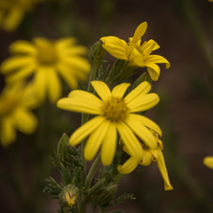Senecio achilleifolius