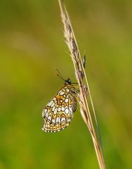 Melitaea britomartis