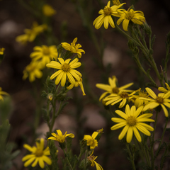 Senecio achilleifolius