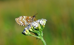 Melitaea britomartis