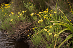 Senecio achilleifolius