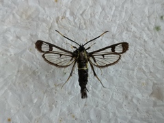 Synanthedon spheciformis