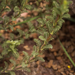 Senecio achilleifolius