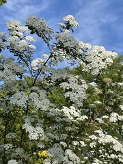 Spiraea nipponica