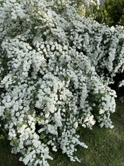 Spiraea nipponica