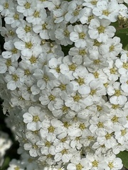 Spiraea nipponica