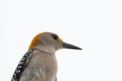 Melanerpes aurifrons