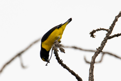 Euphonia affinis