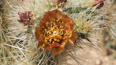 Cylindropuntia wolfii