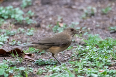 Turdus grayi