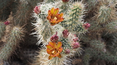 Cylindropuntia wolfii