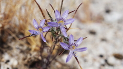 Eriastrum eremicum eremicum