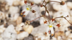 Nemacladus rubescens