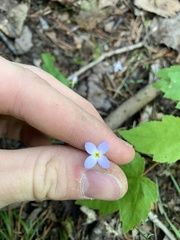 Houstonia caerulea