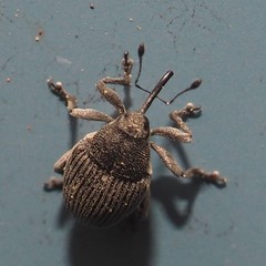 Ceutorhynchus inaffectatus