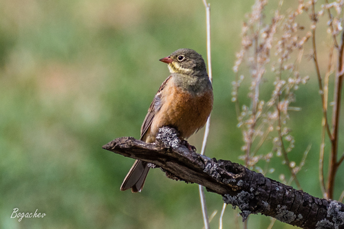 Escribano hortelano (Emberiza hortulana)