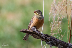 Emberiza hortulana