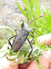 Elasmopoda valga