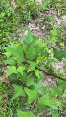 Erythrina herbacea