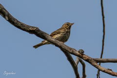 Anthus trivialis