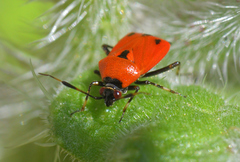 Deraeocoris punctum
