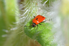 Deraeocoris punctum
