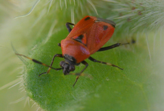 Deraeocoris punctum