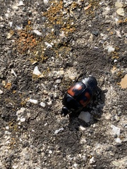 Hister quadrimaculatus